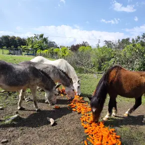 BURROS Y CABALLOS
