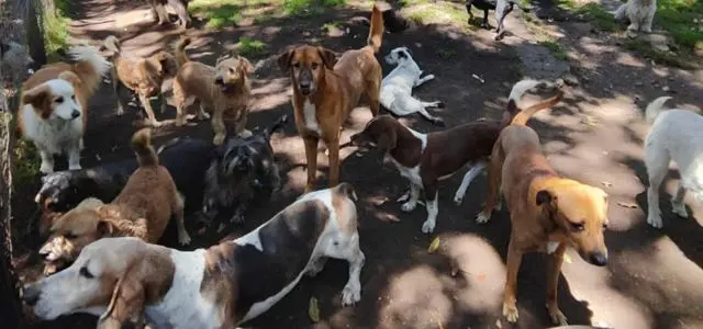 apadrina un perrito apadrina un perrito