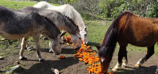 Caballos y burros