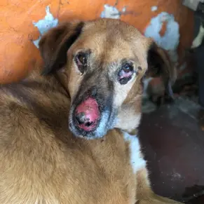 Adopta un perro, Mono