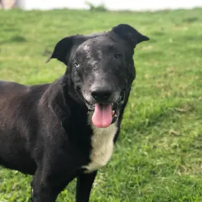 Adopta un perro, Mono
