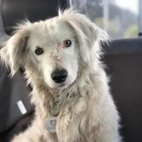 Adopta un perro, Mono