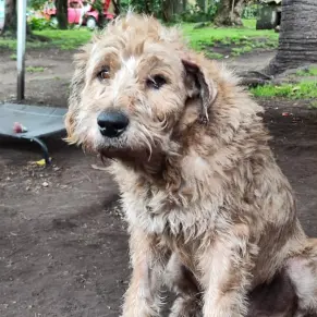 Adopta un perro, Mono