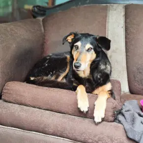 Adopta un perro, Mono