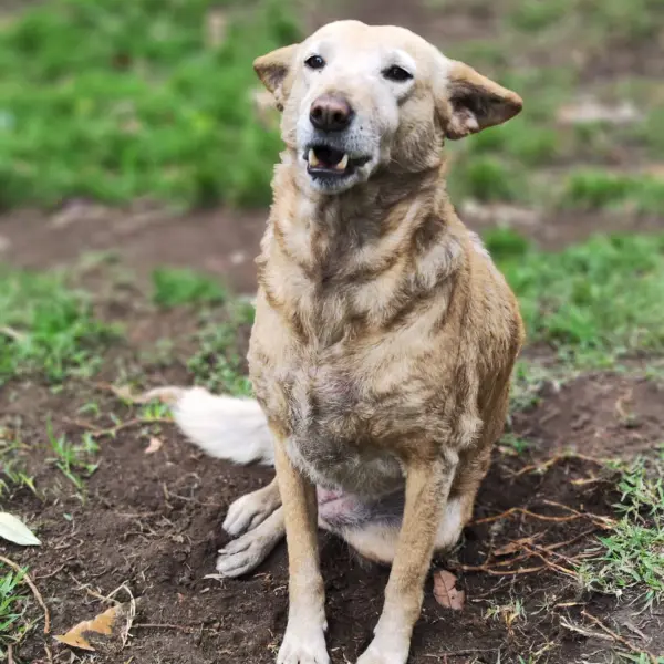 Adopta un perro, Mono