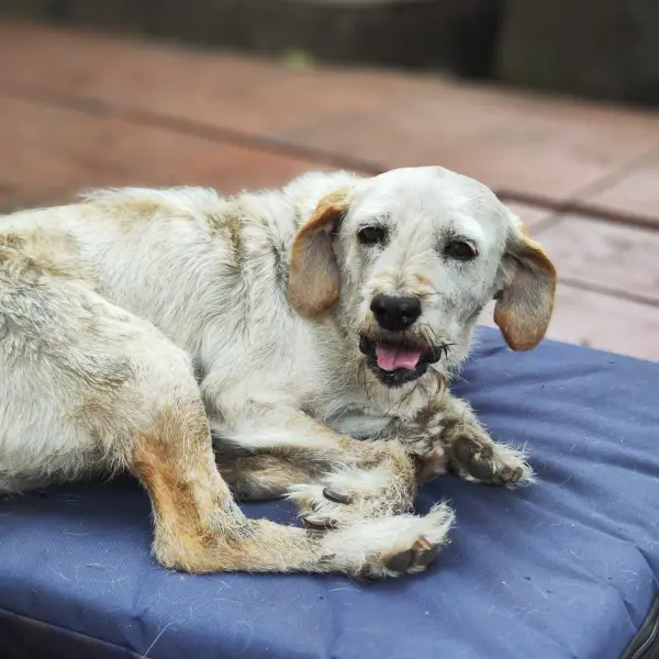 Adopta un perro, Mono