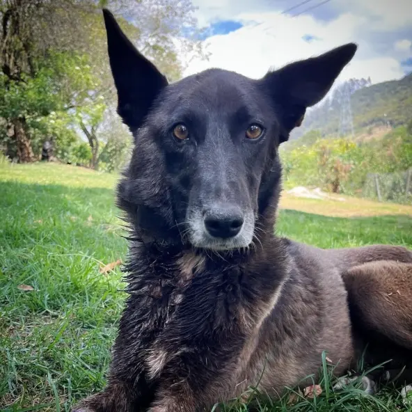 Adopta un perro, Mono