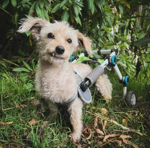 PACO