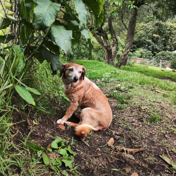 Adopta un perro, Mono